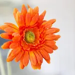 Aries 3* Леза
