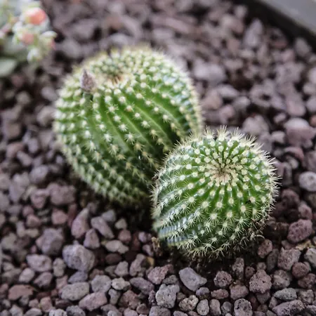 Szálloda Aries Lesa